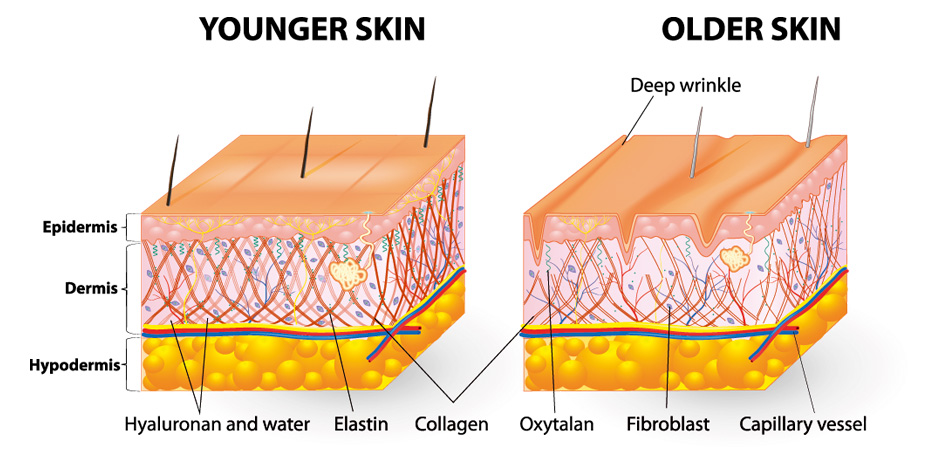 What is collagen - Dermoaroma